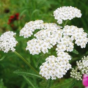 yarrow